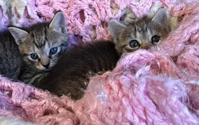 Found Kittens